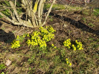 Vårens första blomma - Vintergäck