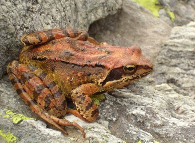 800px-Grasfrosch_auf_Stein